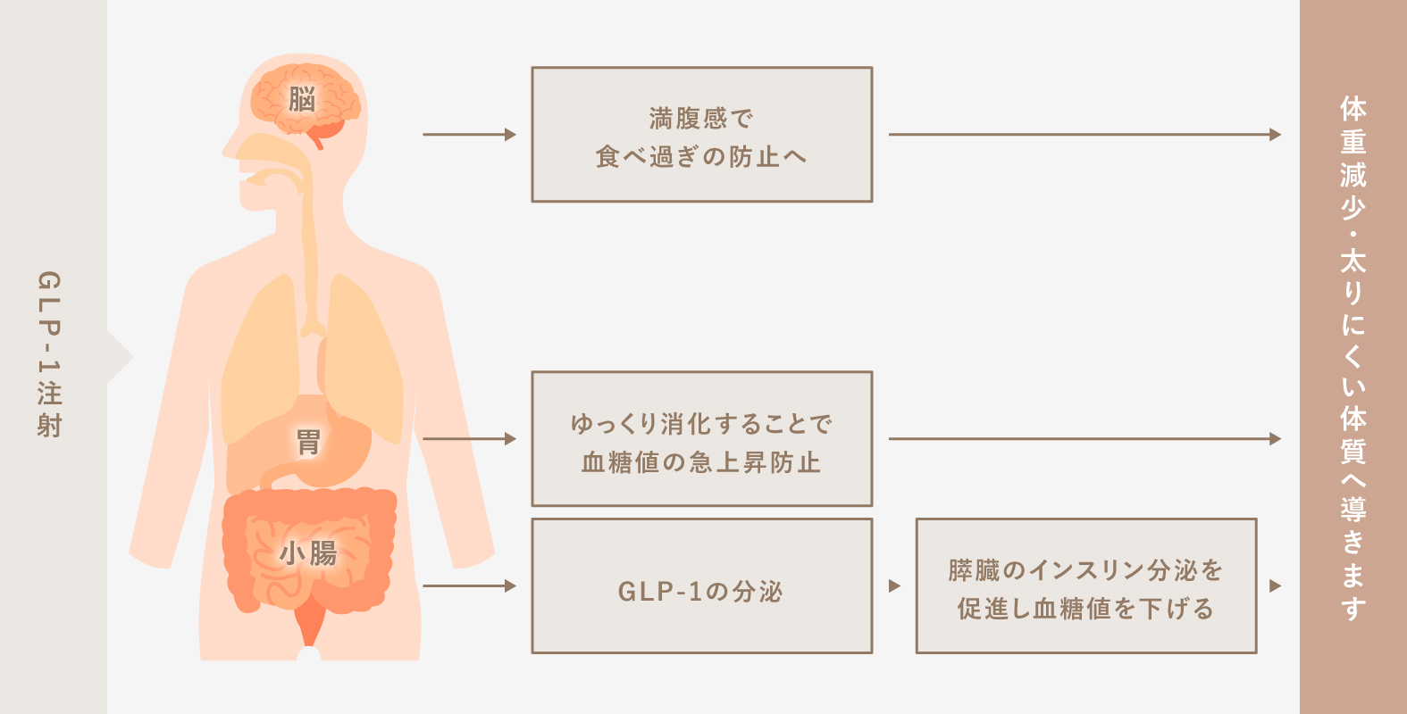 浦和のオジスキンクリニック- GLP-1ダイエット