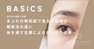 まぶたの解剖図で見る挙筋法と瞼板法の違い｜糸を通す位置による仕上がりの差