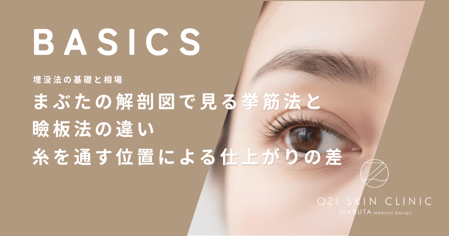 まぶたの解剖図で見る挙筋法と瞼板法の違い｜糸を通す位置による仕上がりの差